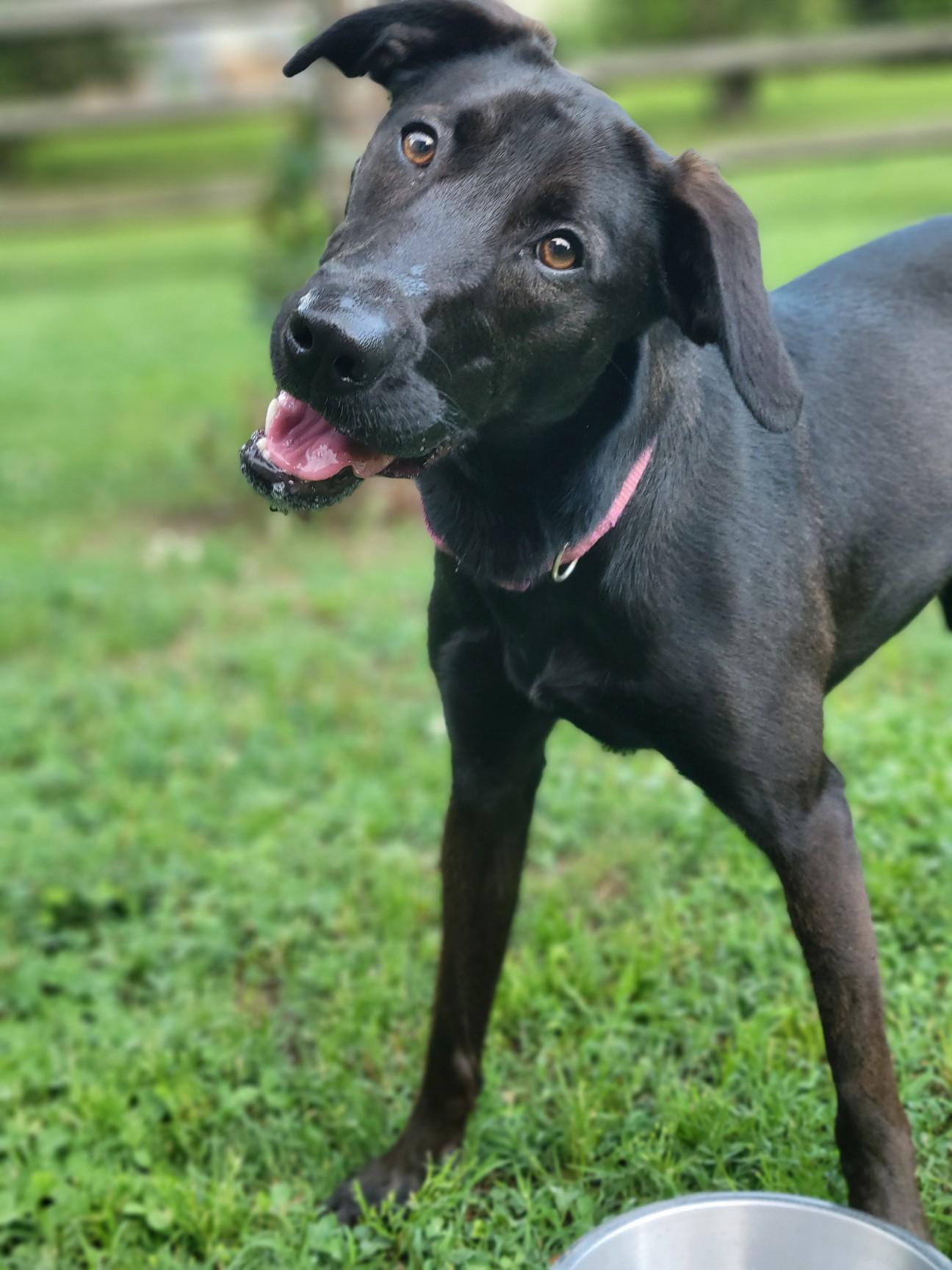 Enlarge Marley, a Adopted mixed breed in Statesville, NC image 1/6