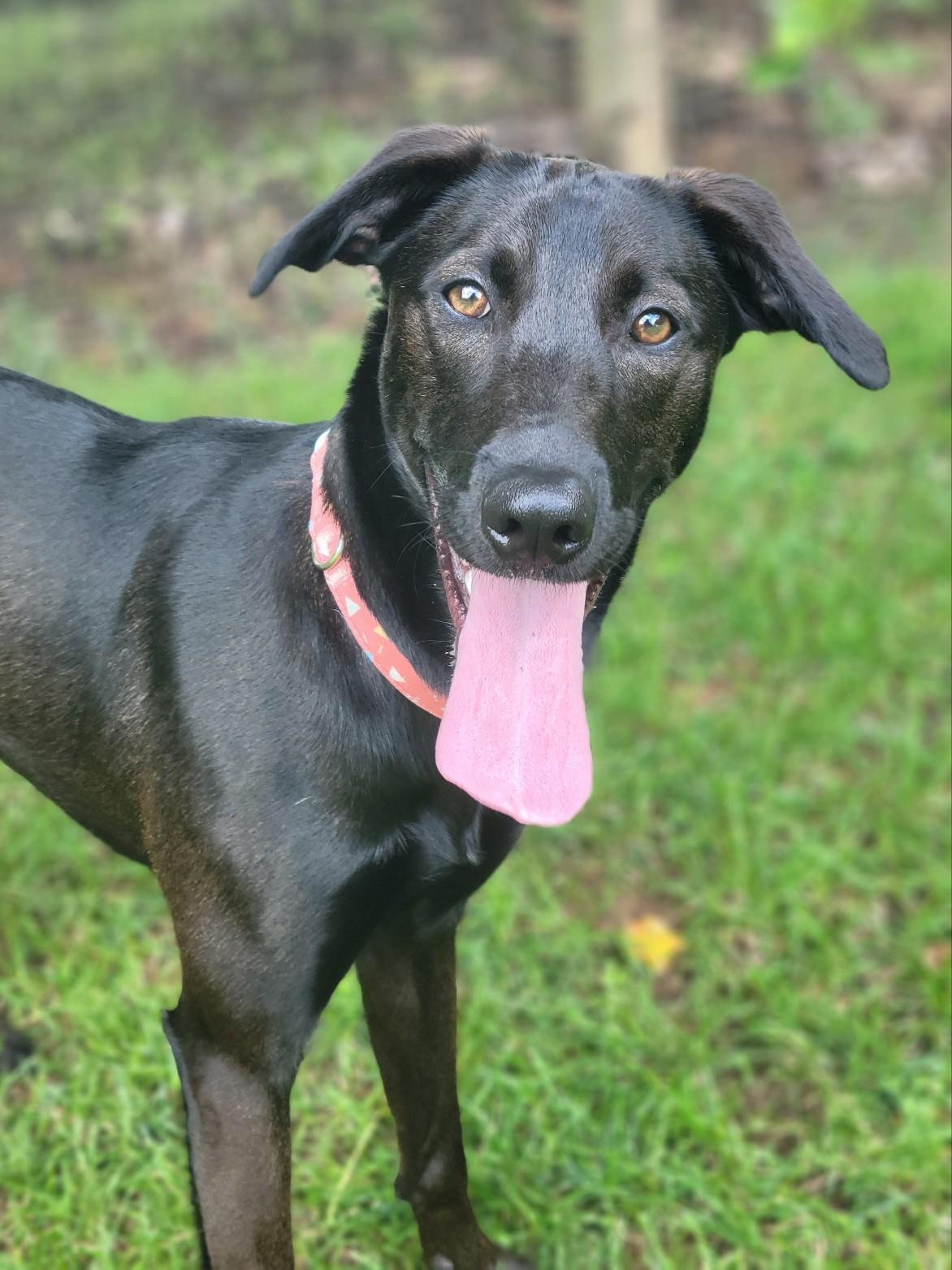 Enlarge Marley, a Adopted mixed breed in Statesville, NC image 2/6