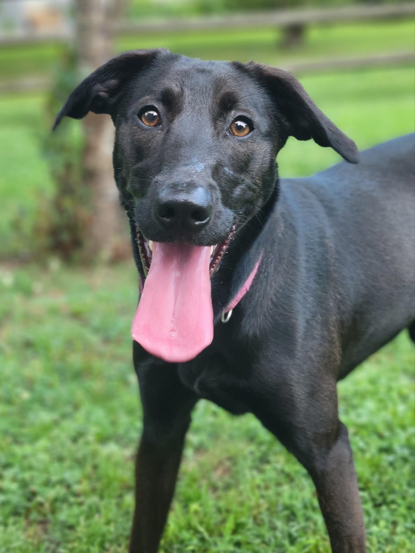 Enlarge Marley, a Adopted mixed breed in Statesville, NC image 3/6