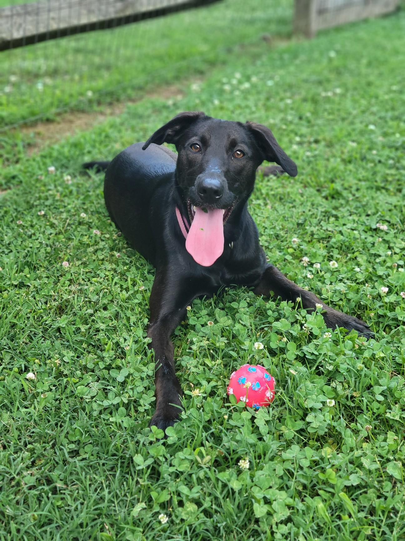 Enlarge Marley, a Adopted mixed breed in Statesville, NC image 4/6