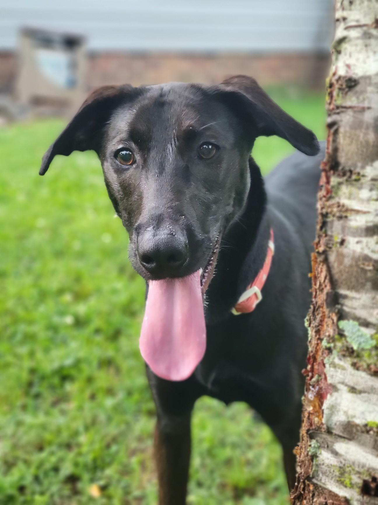 Enlarge Marley, a Adopted mixed breed in Statesville, NC image 5/6