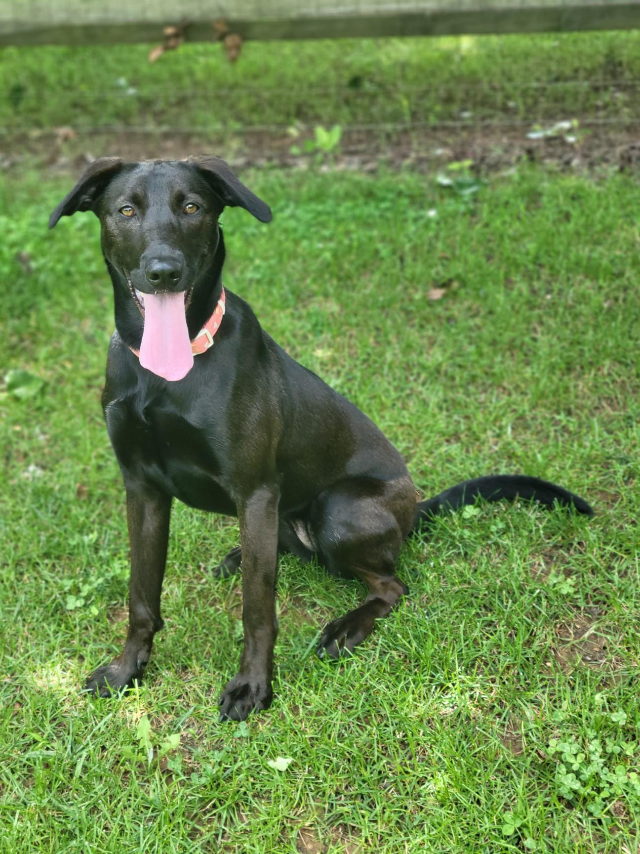 Enlarge Marley, a Adopted mixed breed in Statesville, NC image 6/6