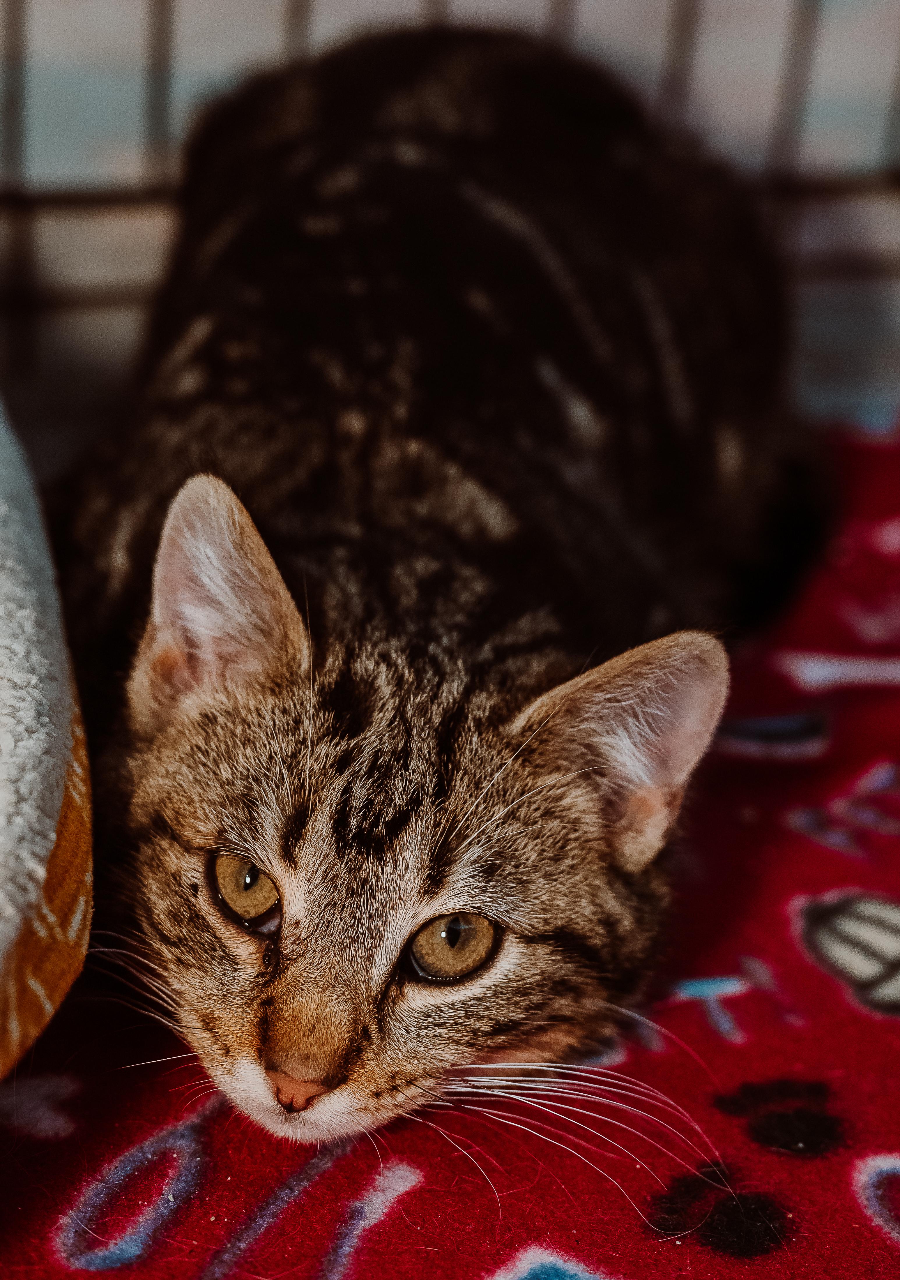 Richard, ADOPTABLE, Kitten Male Tabby.