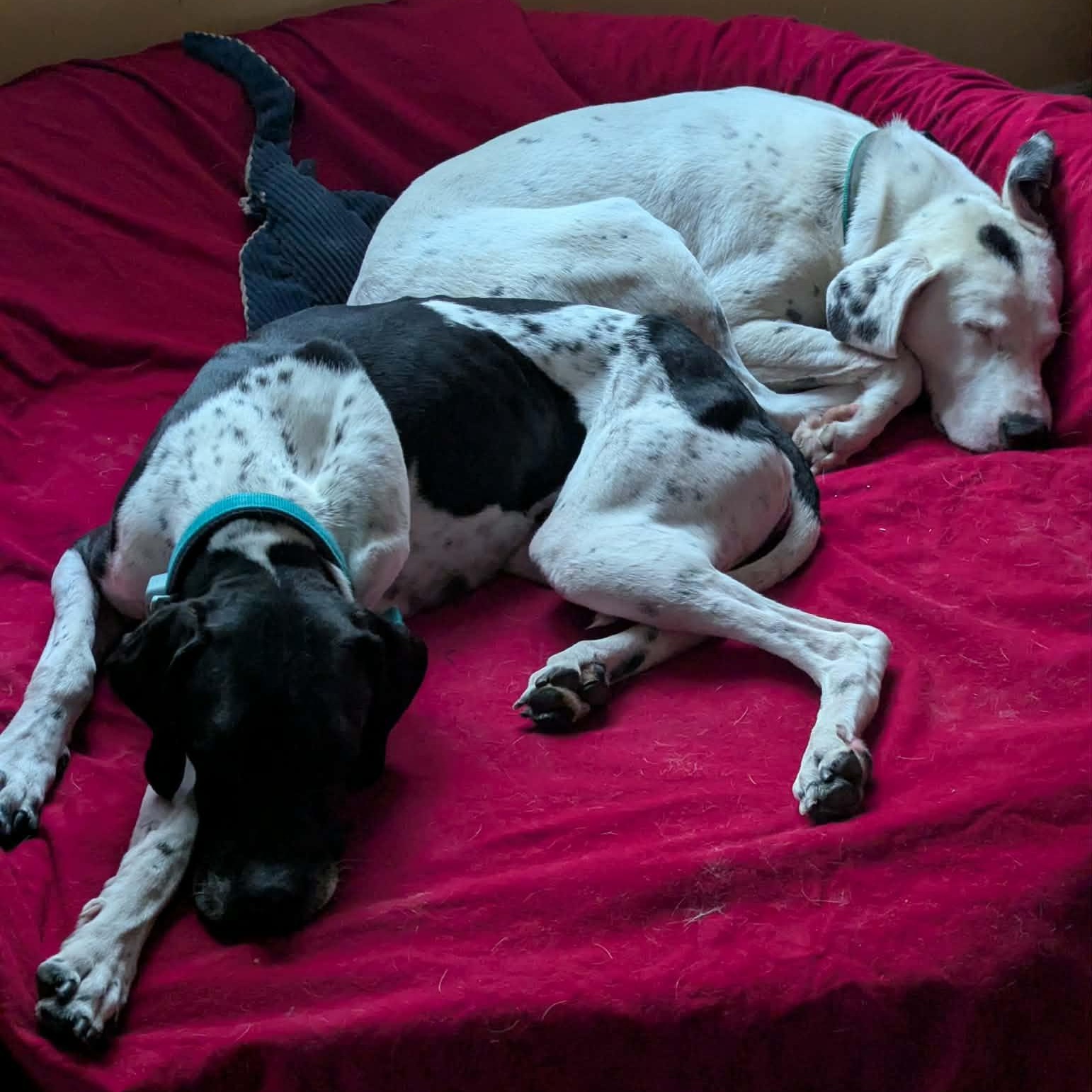 Enlarge Petey, a ADOPTABLE Pointer in Scarborough, ON image 2/4