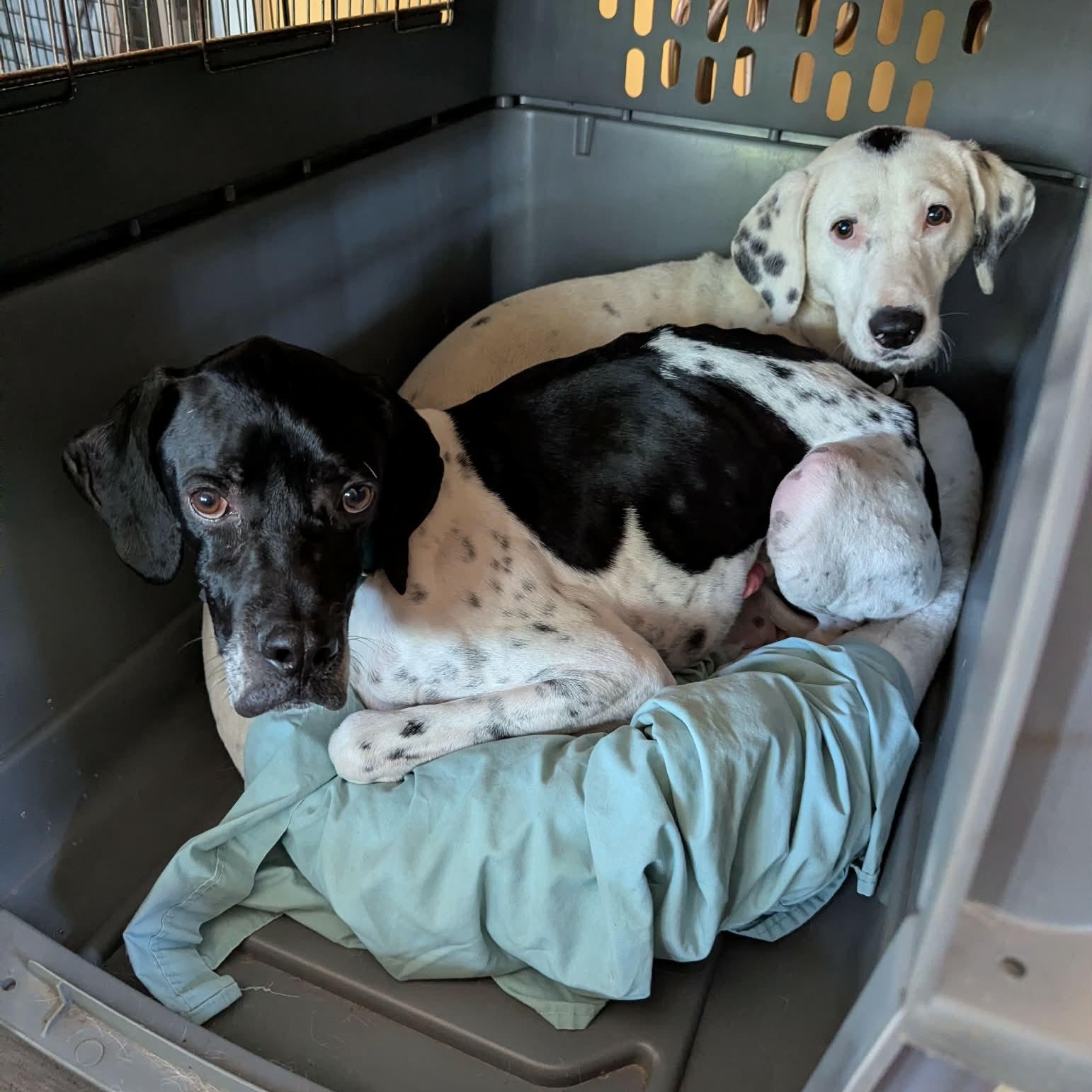 Enlarge Petey, a ADOPTABLE Pointer in Scarborough, ON image 3/4