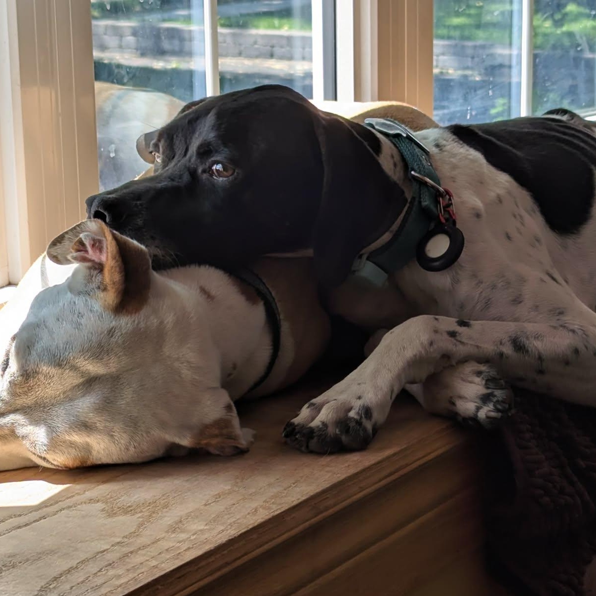 Enlarge Petey, a ADOPTABLE Pointer in Scarborough, ON image 4/4