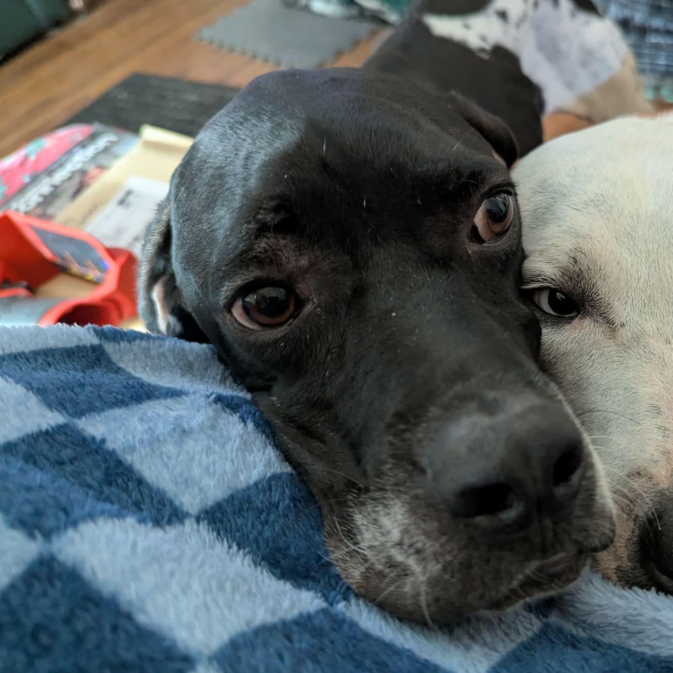 Petey, ADOPTABLE, Adult Male Pointer.