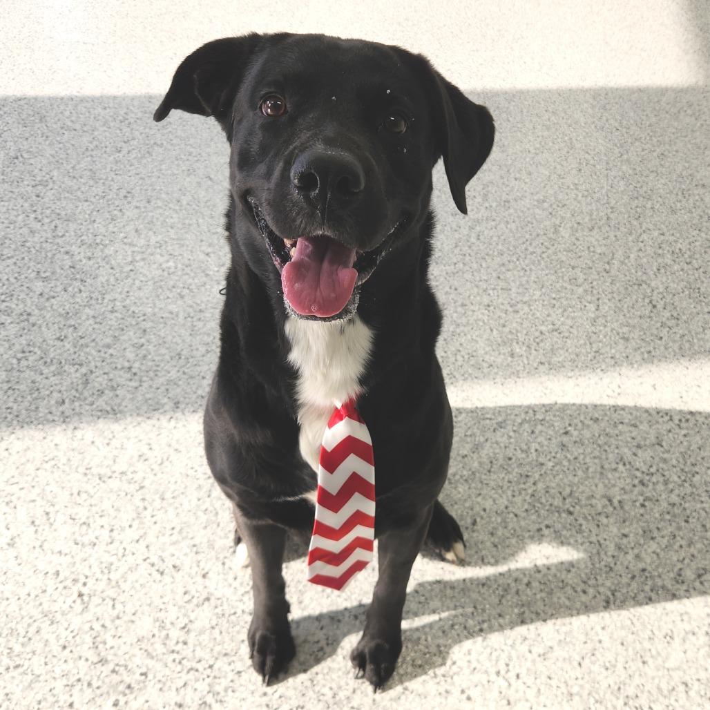 Tux, Adoptable, Adult Male Black Labrador Retriever.