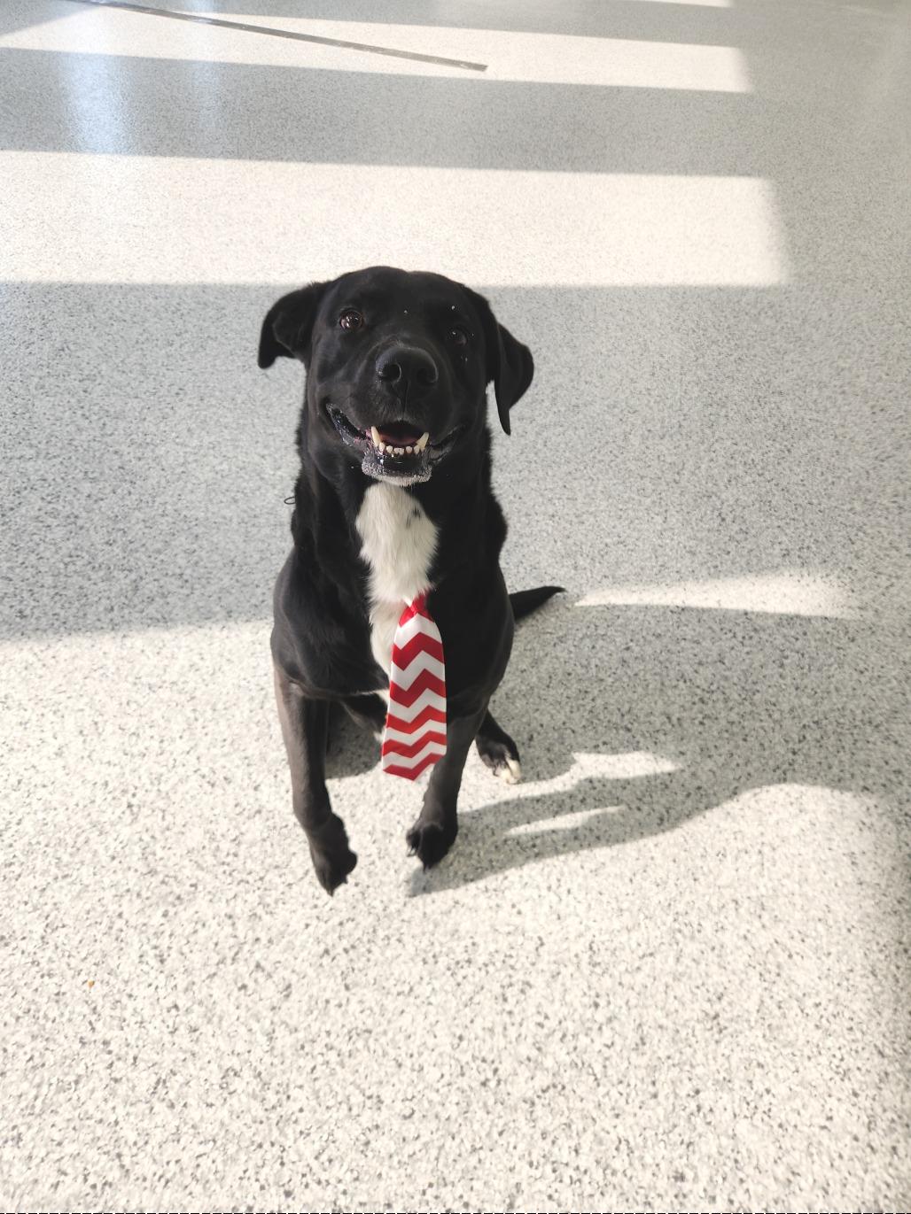 Enlarge Tux, a Adoptable Black Labrador Retriever in Fort Wayne, IN image 2/4