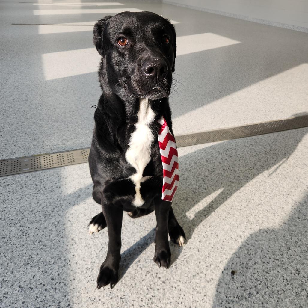 Enlarge Tux, a Adoptable Black Labrador Retriever in Fort Wayne, IN image 3/4