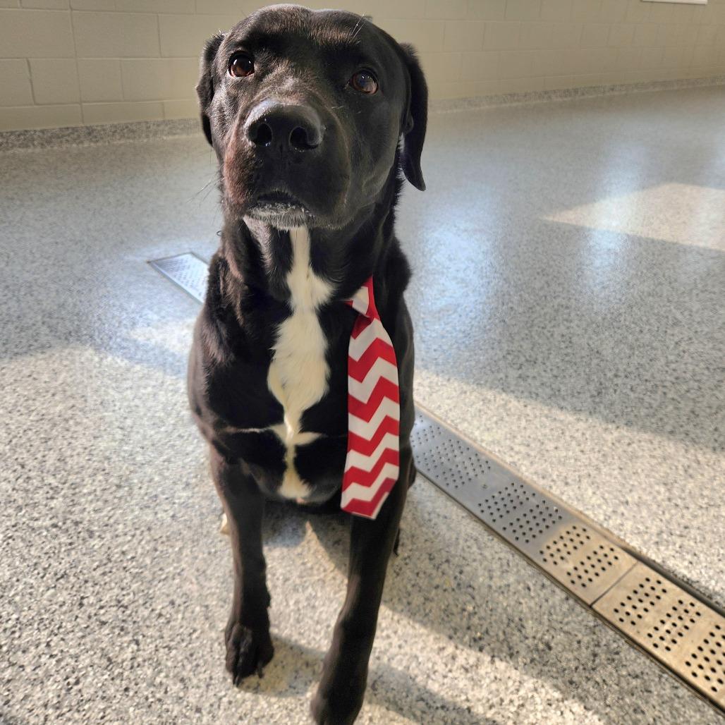 Enlarge Tux, a Adoptable Black Labrador Retriever in Fort Wayne, IN image 4/4