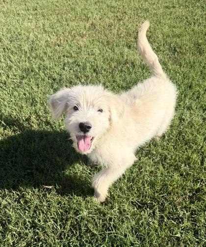 Darwin 52665, a ADOPTABLE Mixed Breed in Oklahoma City, OK image 3/3