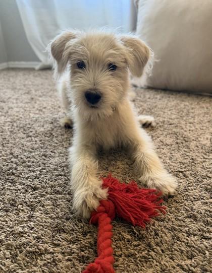 Darwin 52665, a ADOPTABLE Mixed Breed in Oklahoma City, OK image 2/3