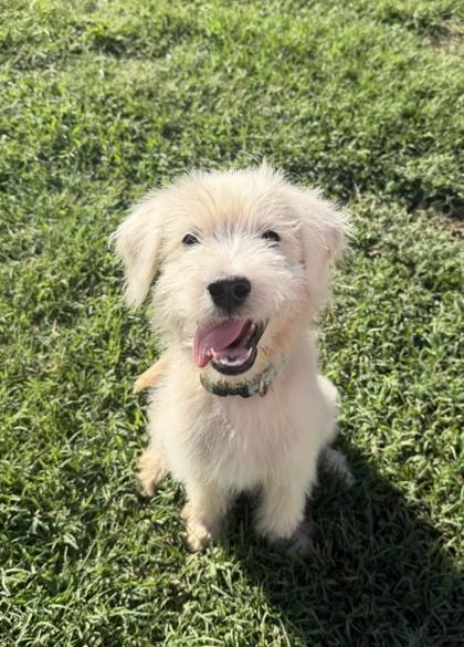 Darwin 52665, a ADOPTABLE Mixed Breed in Oklahoma City, OK image 1/3