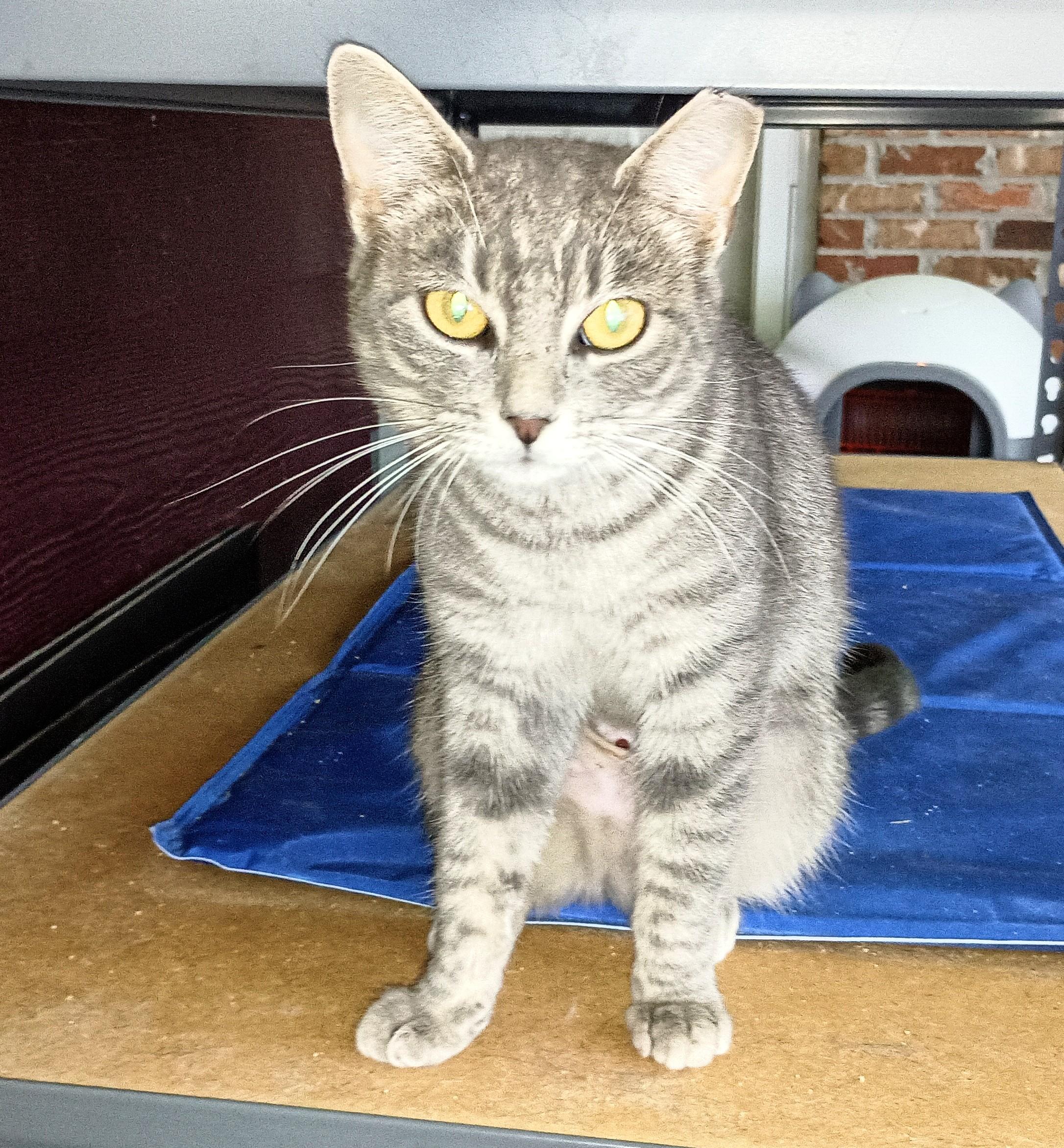 Enlarge TRESSA, a Adopted Domestic Short Hair in Ridgeland, MS image 1/3