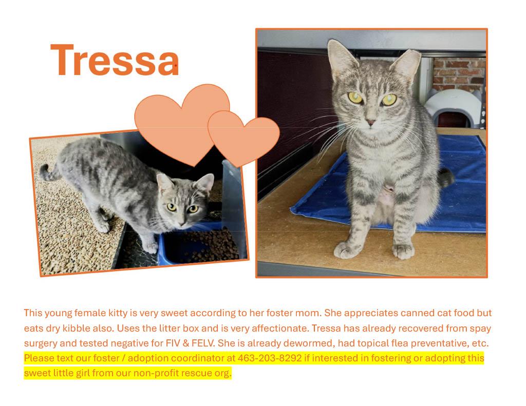 Enlarge TRESSA, a Adopted Domestic Short Hair in Ridgeland, MS image 2/3