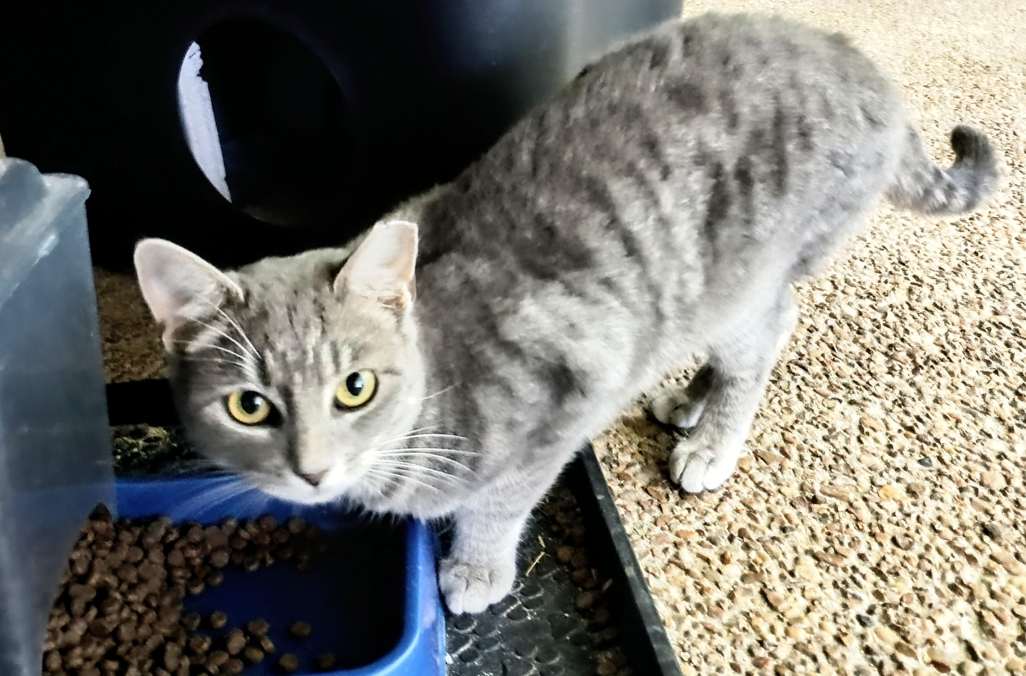 Enlarge TRESSA, a Adopted Domestic Short Hair in Ridgeland, MS image 3/3