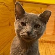 Enlarge Chelsea, a Adoptable Domestic Short Hair in Rock Falls, IL image 1/1