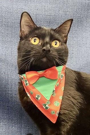 Midnight and Moonlight, Adoptable, Kitten Female Domestic Short Hair & Bombay.