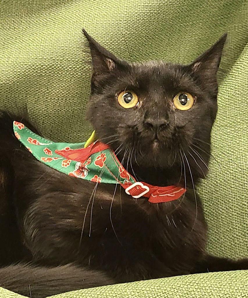 Enlarge Midnight and Moonlight, a Adoptable mixed breed in Antioch, CA image 3/3