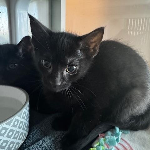Pawla, a ADOPTABLE Domestic Short Hair in Hutchinson, MN image 2/4