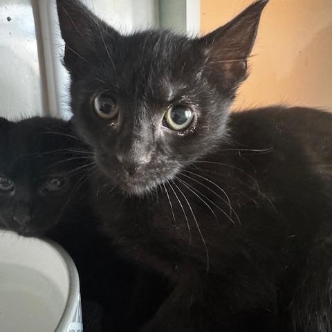 Pawla, a ADOPTABLE Domestic Short Hair in Hutchinson, MN image 4/4