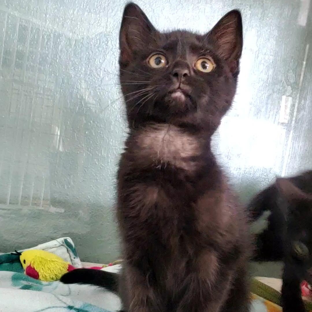 Pawla, a ADOPTABLE Domestic Short Hair in Hutchinson, MN image 1/4