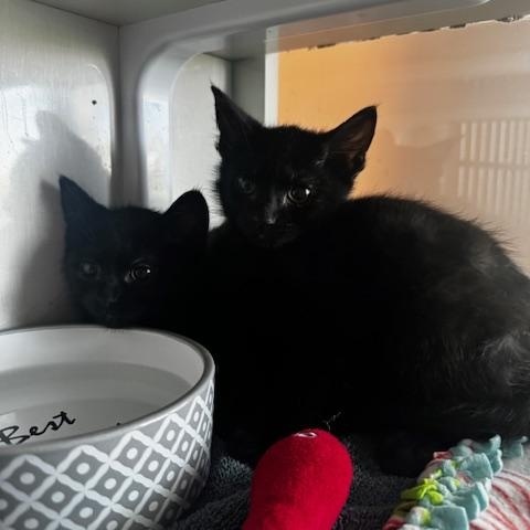 Pawla, a ADOPTABLE Domestic Short Hair in Hutchinson, MN image 3/4