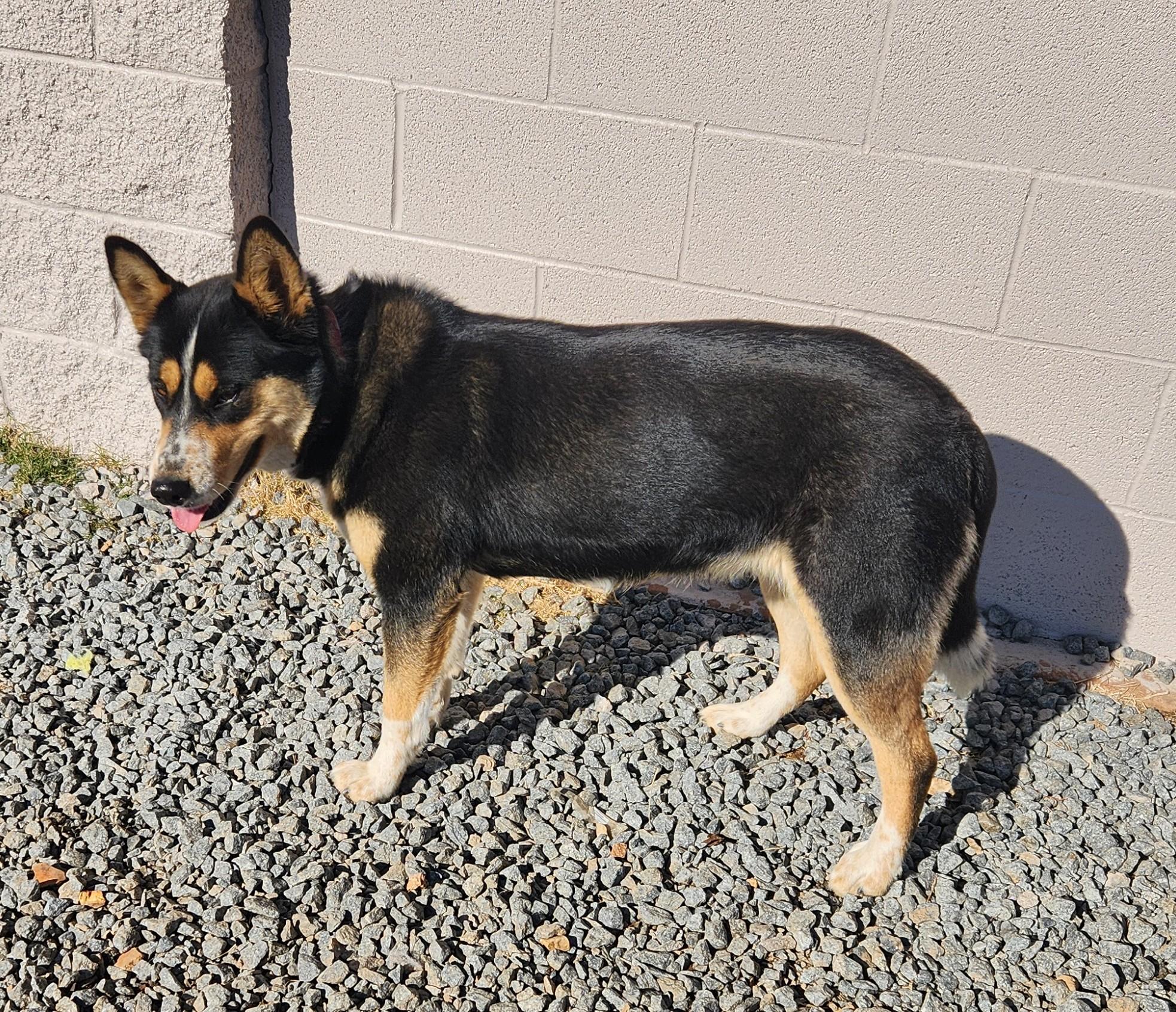 Enlarge Alaska, a ADOPTABLE mixed breed in Siloam Springs, AR image 4/4