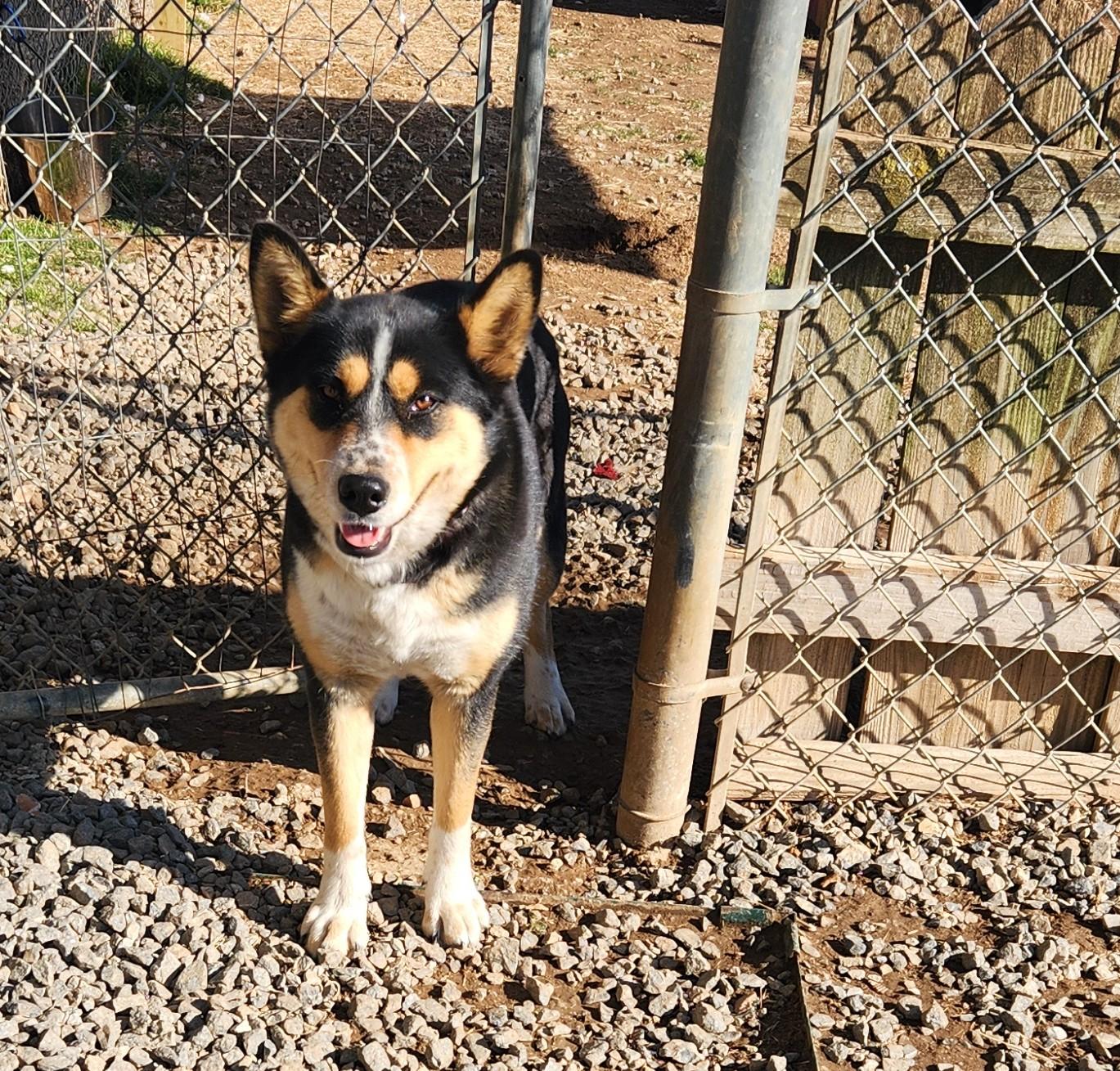 Enlarge Alaska, a ADOPTABLE mixed breed in Siloam Springs, AR image 3/4