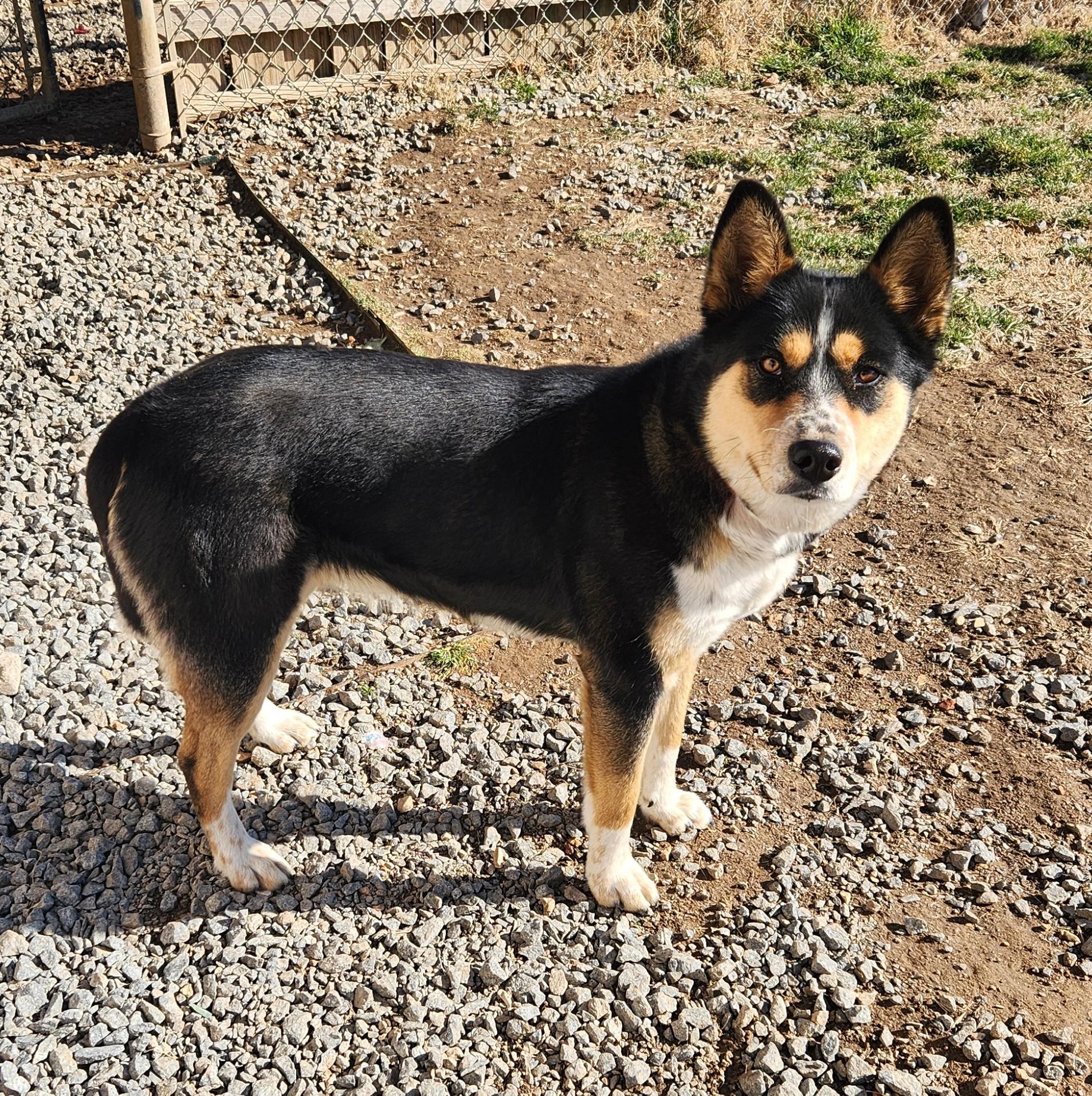 Alaska, ADOPTABLE, Adult Female Australian Cattle Dog / Blue Heeler & Husky.