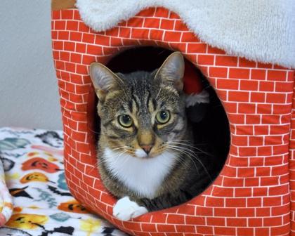 Rex, Adoptable, Adult Male Domestic Short Hair.