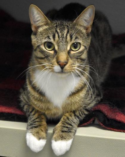 Enlarge Rex, a Adoptable Domestic Short Hair in West Seneca, NY image 3/6