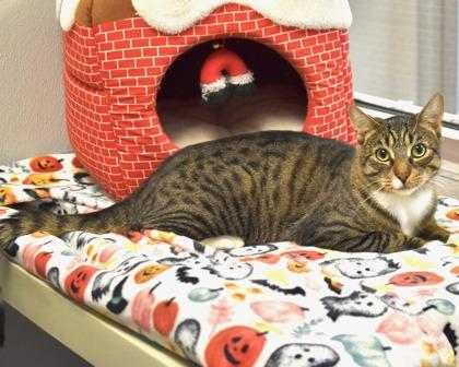 Enlarge Rex, a Adoptable Domestic Short Hair in West Seneca, NY image 5/6