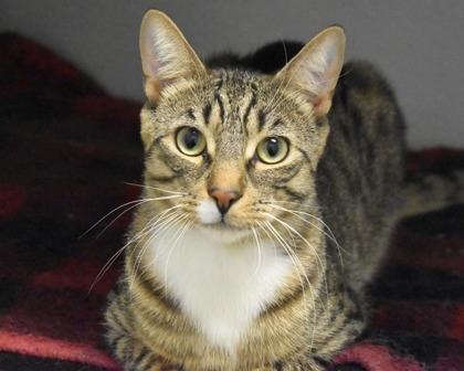 Enlarge Rex, a Adoptable Domestic Short Hair in West Seneca, NY image 2/3