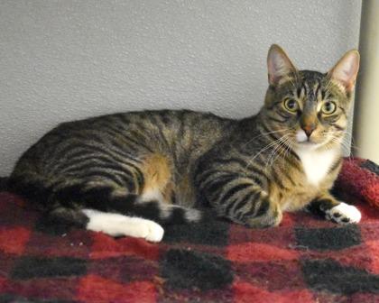 Enlarge Rex, a Adoptable Domestic Short Hair in West Seneca, NY image 3/3