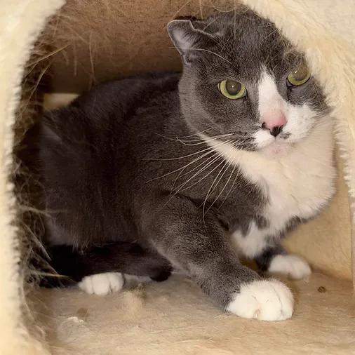 Rosie (bonded with Tigger), ADOPTABLE, Senior Female Domestic Short Hair.