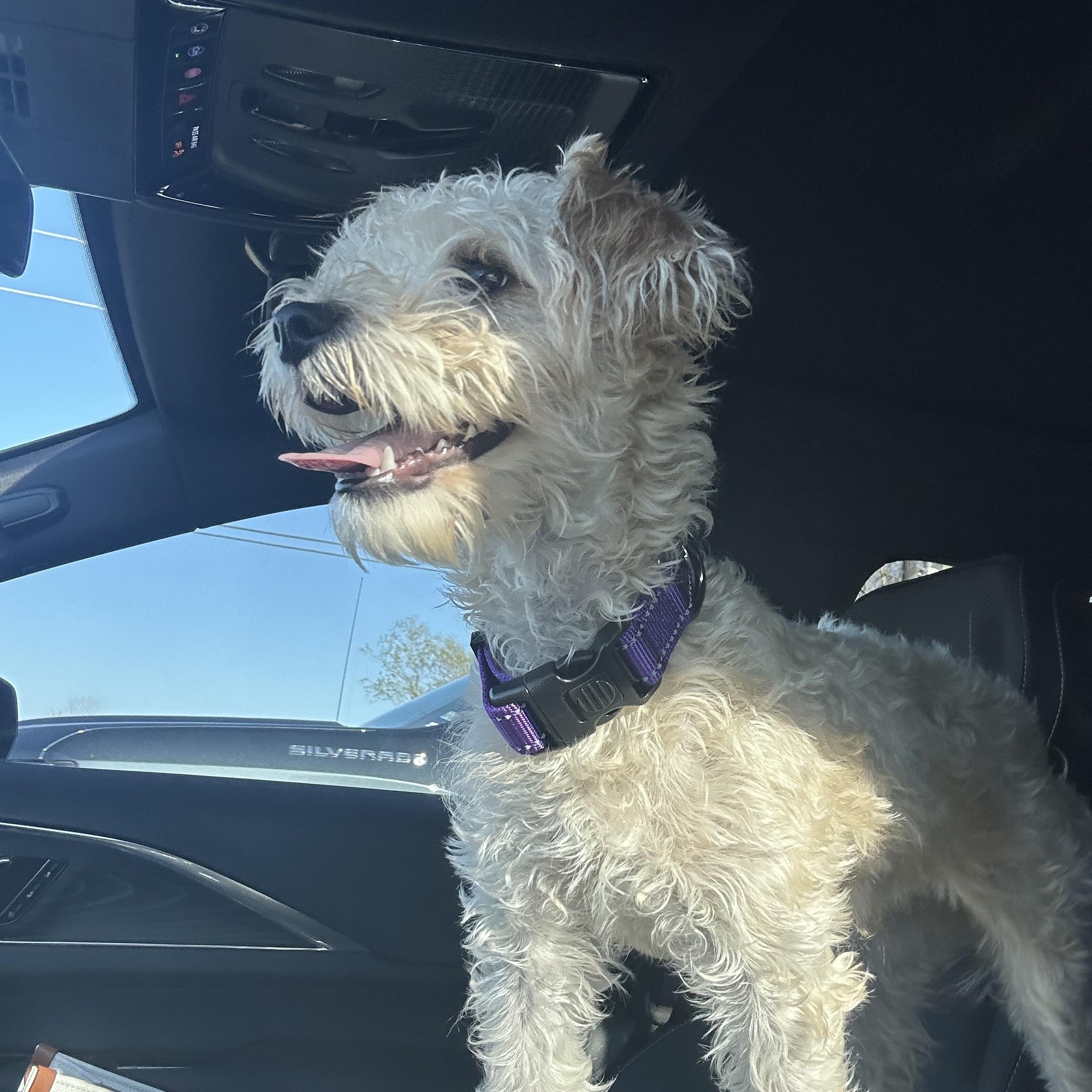 Enlarge Penny Lane, an adopted mixed breed in Humble, TX image 5/6