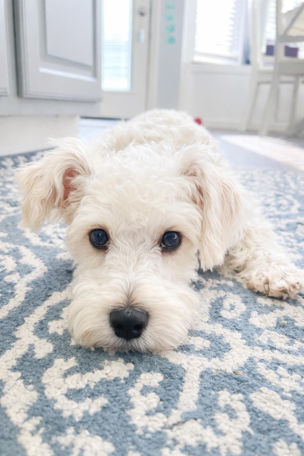 Enlarge Penny Lane, an adopted mixed breed in Humble, TX image 6/6