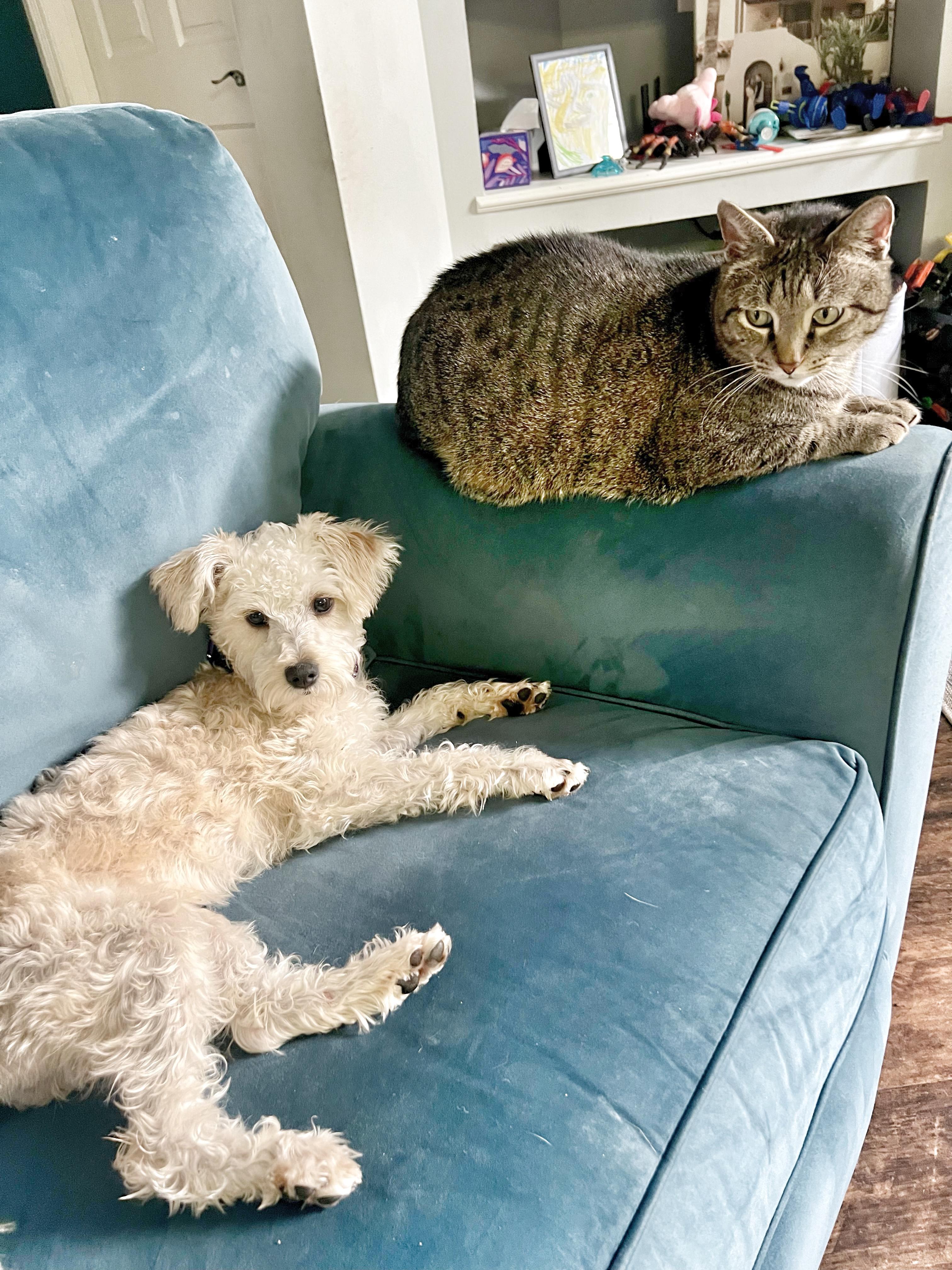 Enlarge Penny Lane, an adopted mixed breed in Humble, TX image 4/6