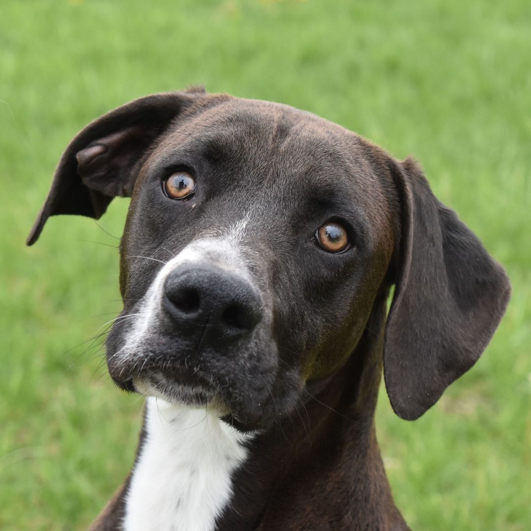 Enlarge Bubbs, a Adoptable mixed breed in Auburn, NE image 1/6