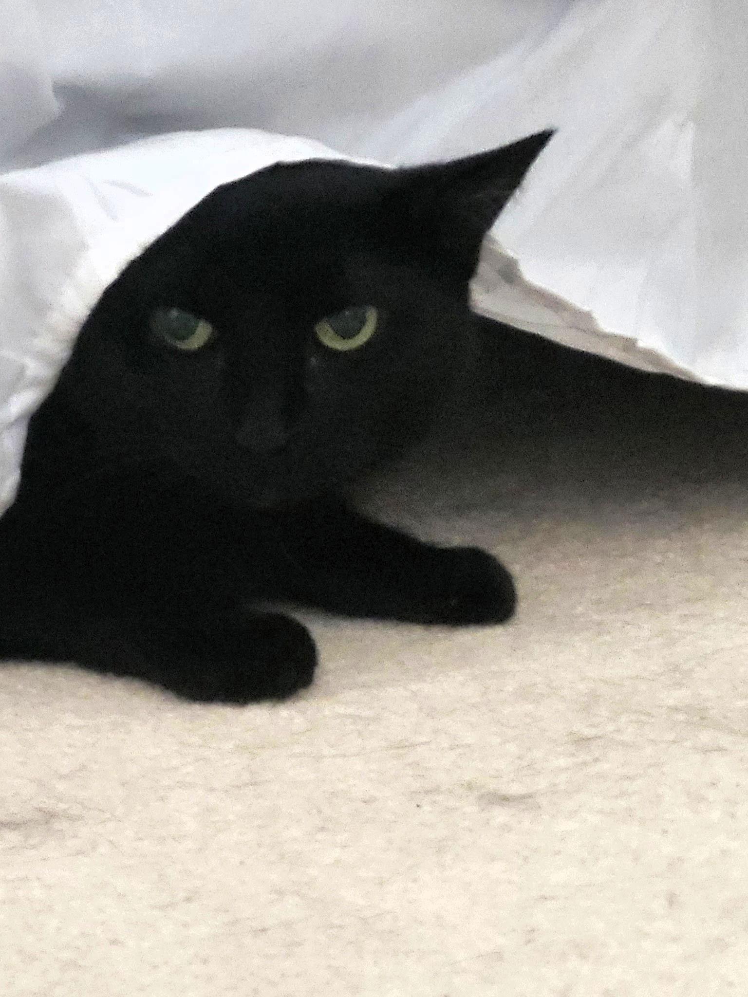 Nora, a Adoptable Domestic Short Hair in East Derry, NH image 1/3