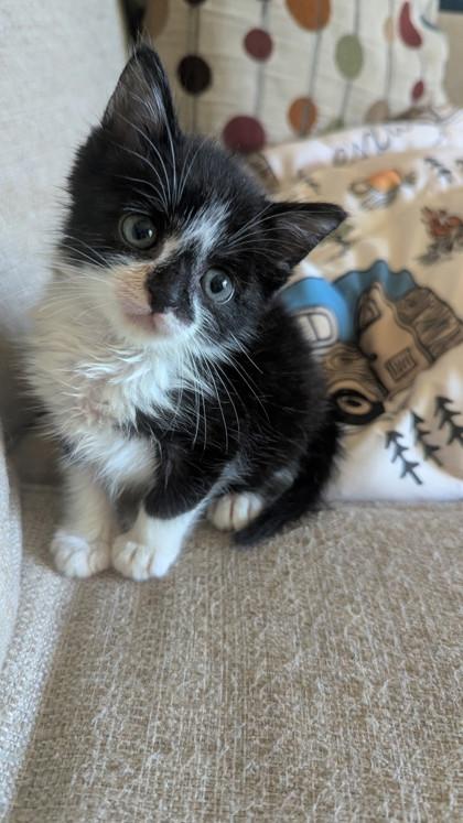 Enlarge Figaro, a Adoptable mixed breed in Fairhope, AL image 1/1