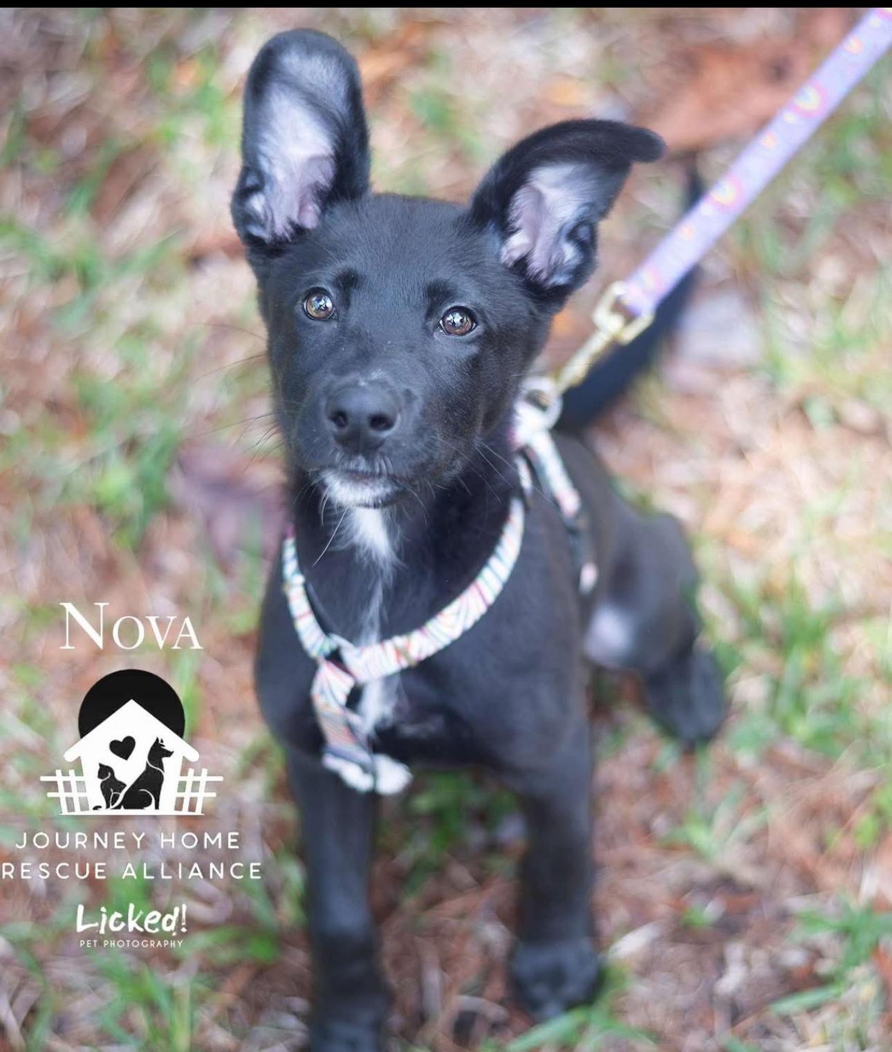 Nova, Young Female Belgian Shepherd / Malinois