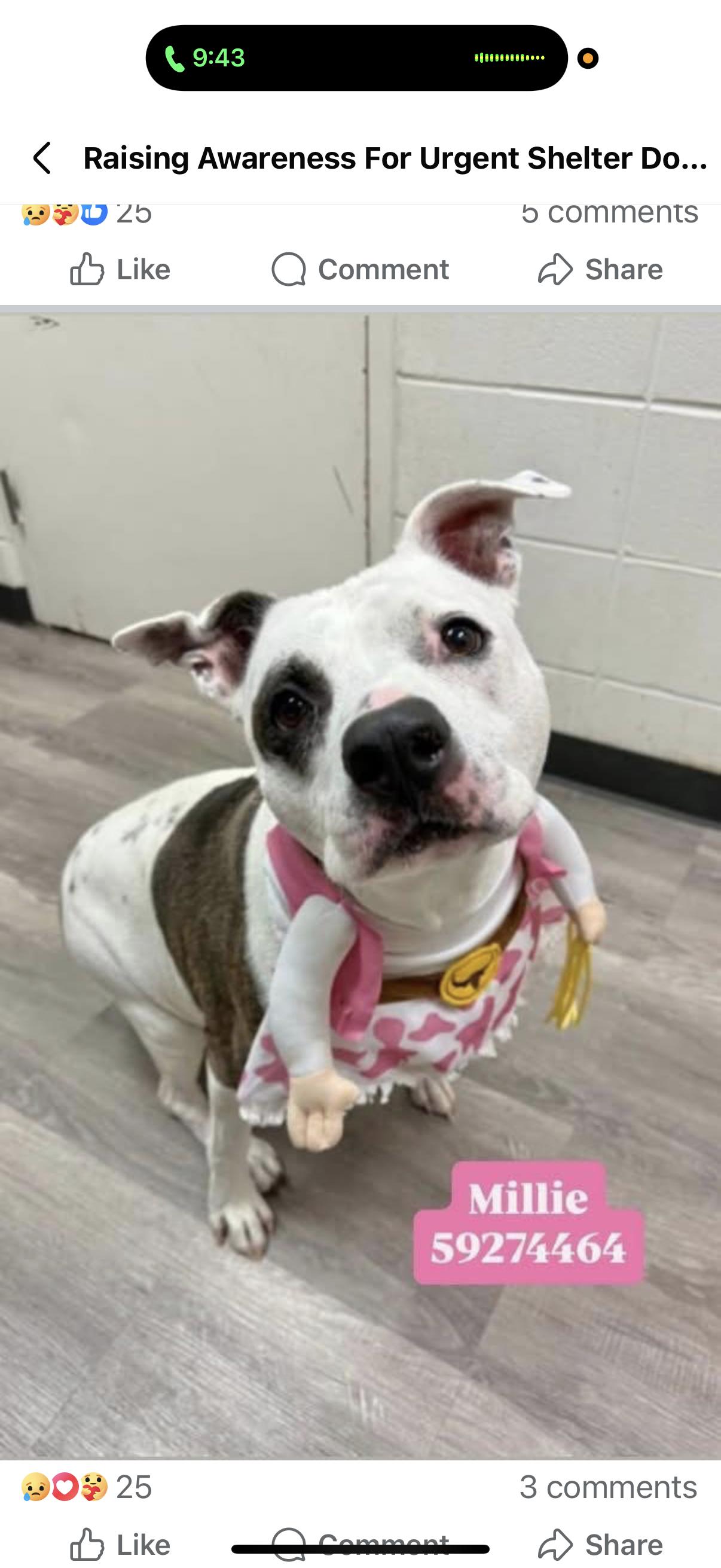 Millie, ADOPTABLE, Senior Female Pit Bull Terrier.