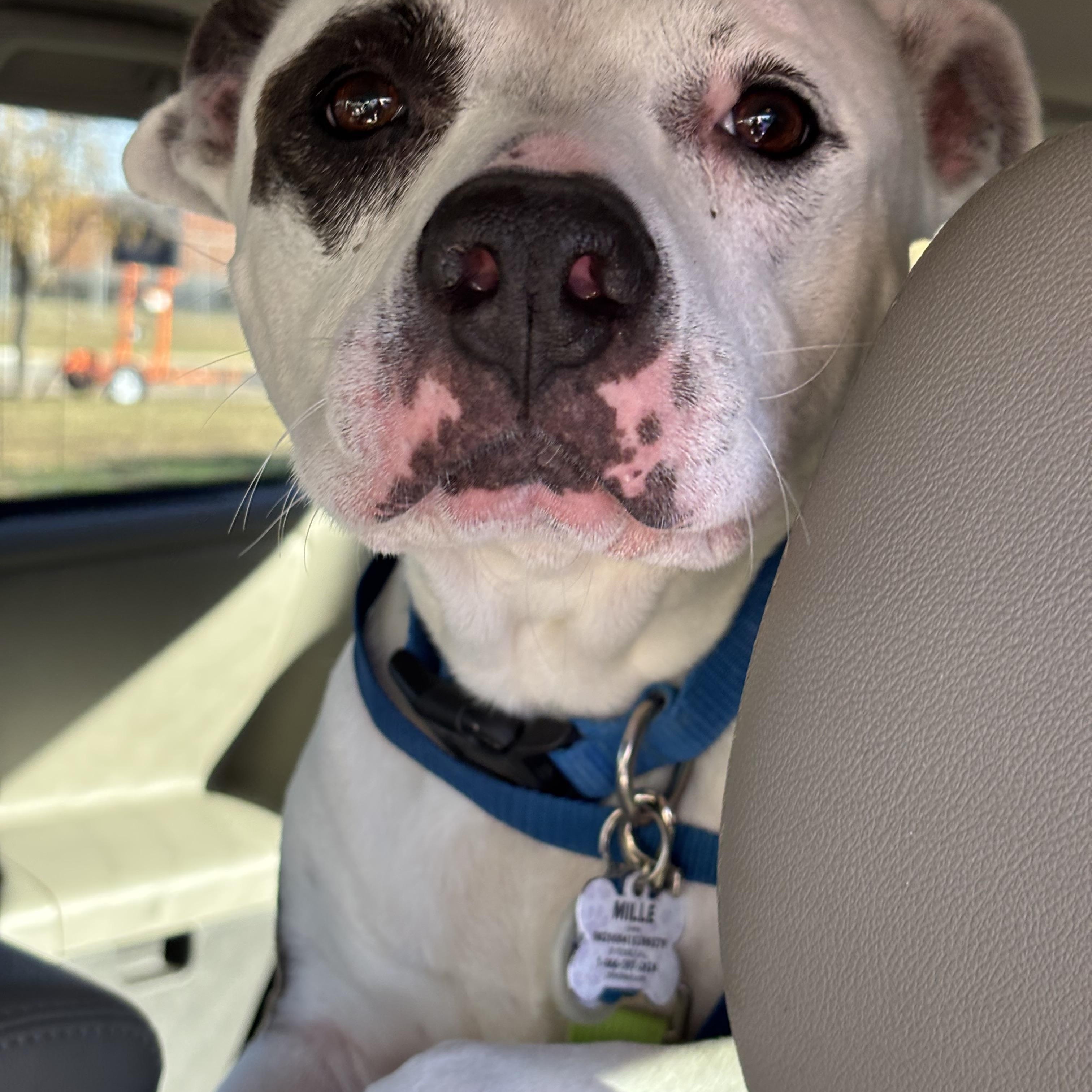 Enlarge Millie, a ADOPTABLE Pit Bull Terrier in Littleton, CO image 2/2