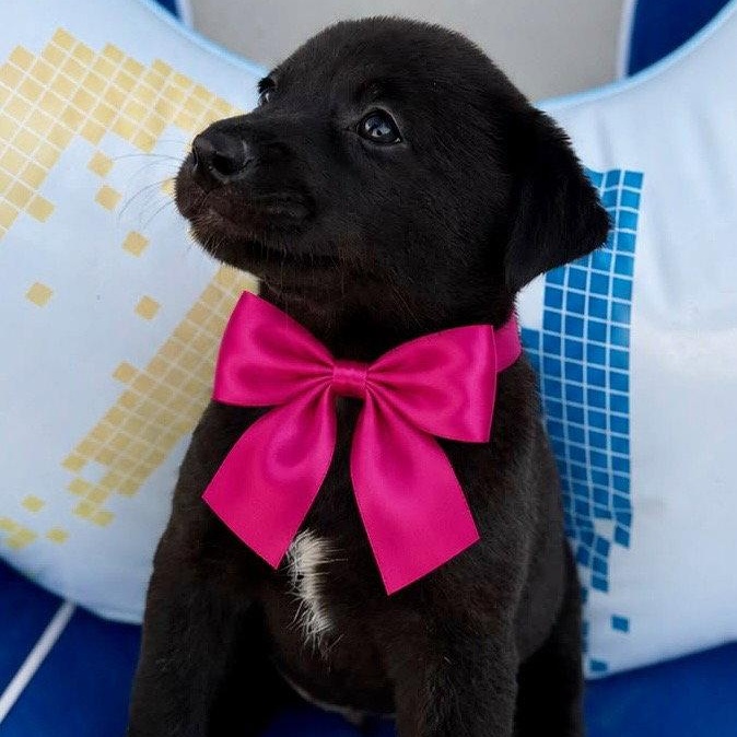 Enlarge Summer, a Adoptable Labrador Retriever in Lake Hopatcong, NJ image 2/2