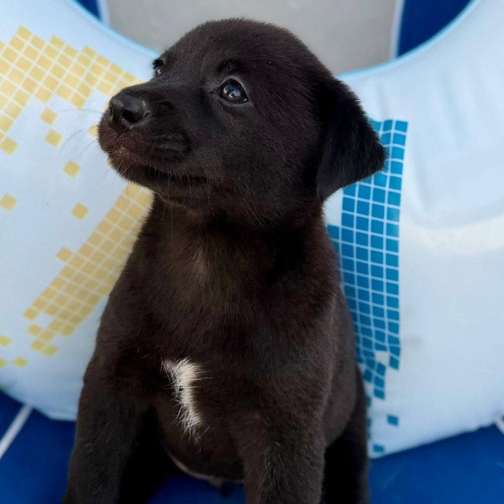 Summer, Adoptable, Puppy Female Labrador Retriever.