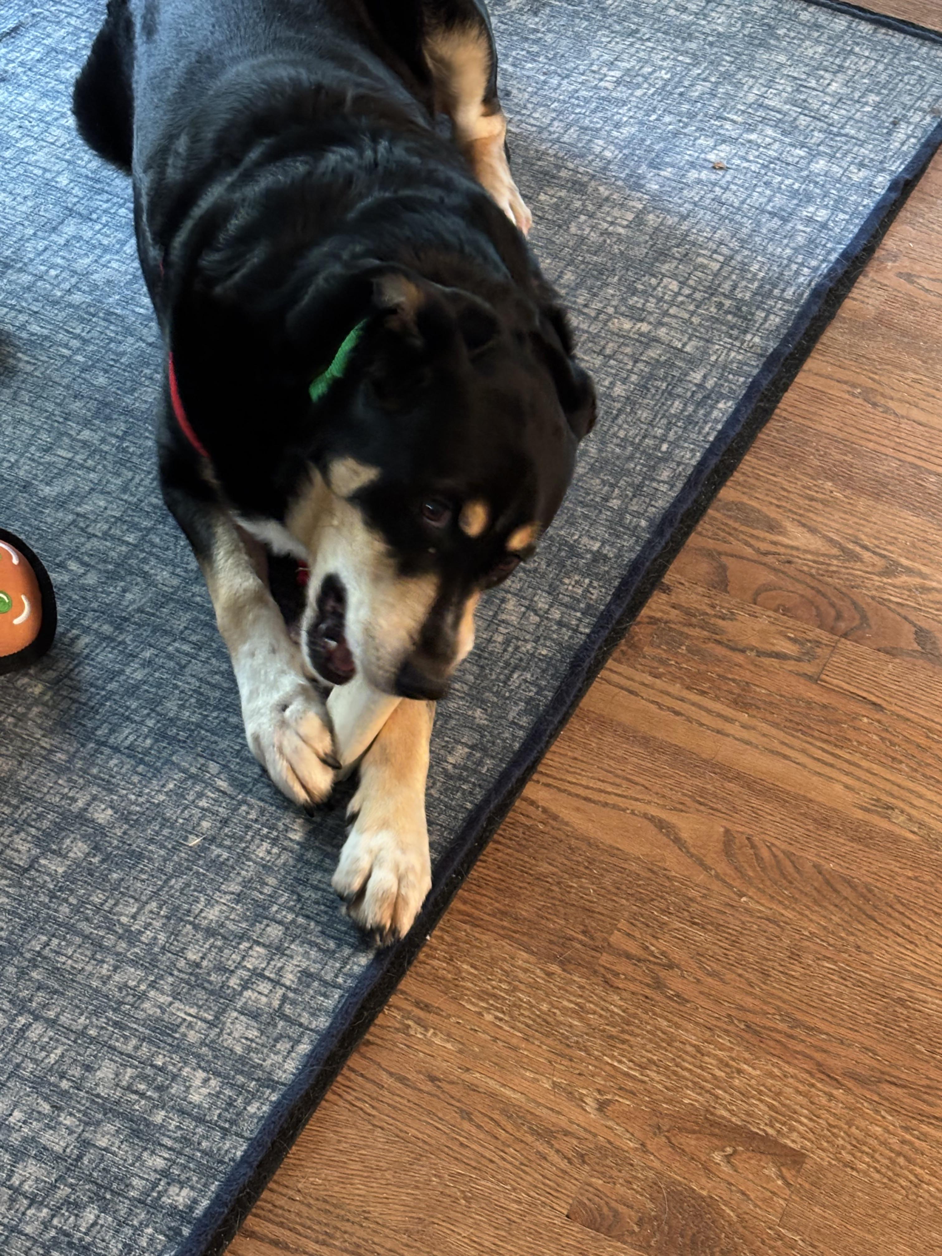 Enlarge Grizzly, a Adoptable mixed breed in Ann Arbor, MI image 4/4