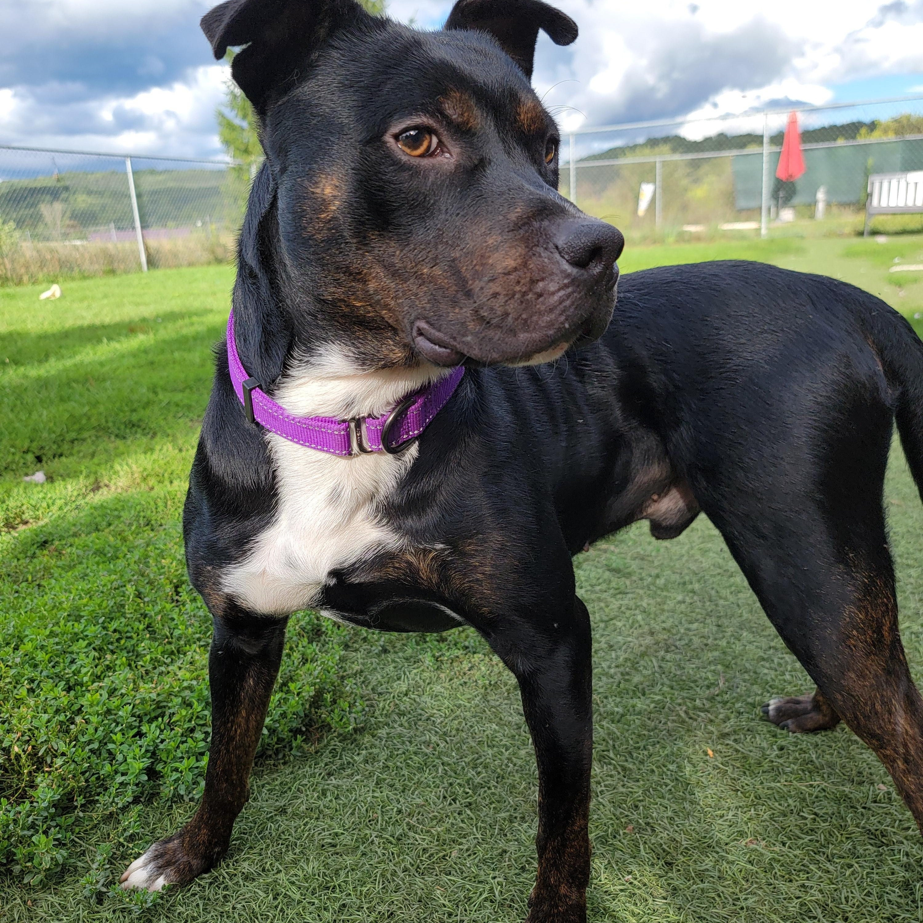 Shadow, Adoptable, Adult Male Pit Bull Terrier.